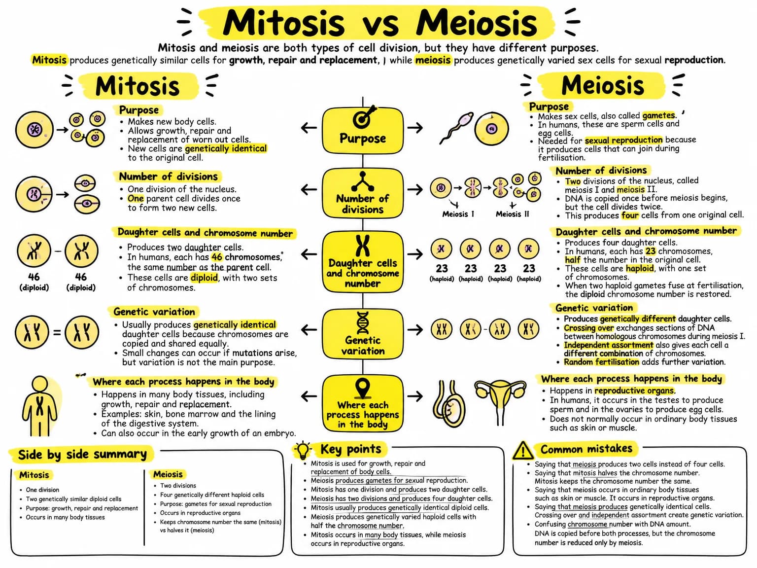 Visual note summarising mitosis vs meiosis