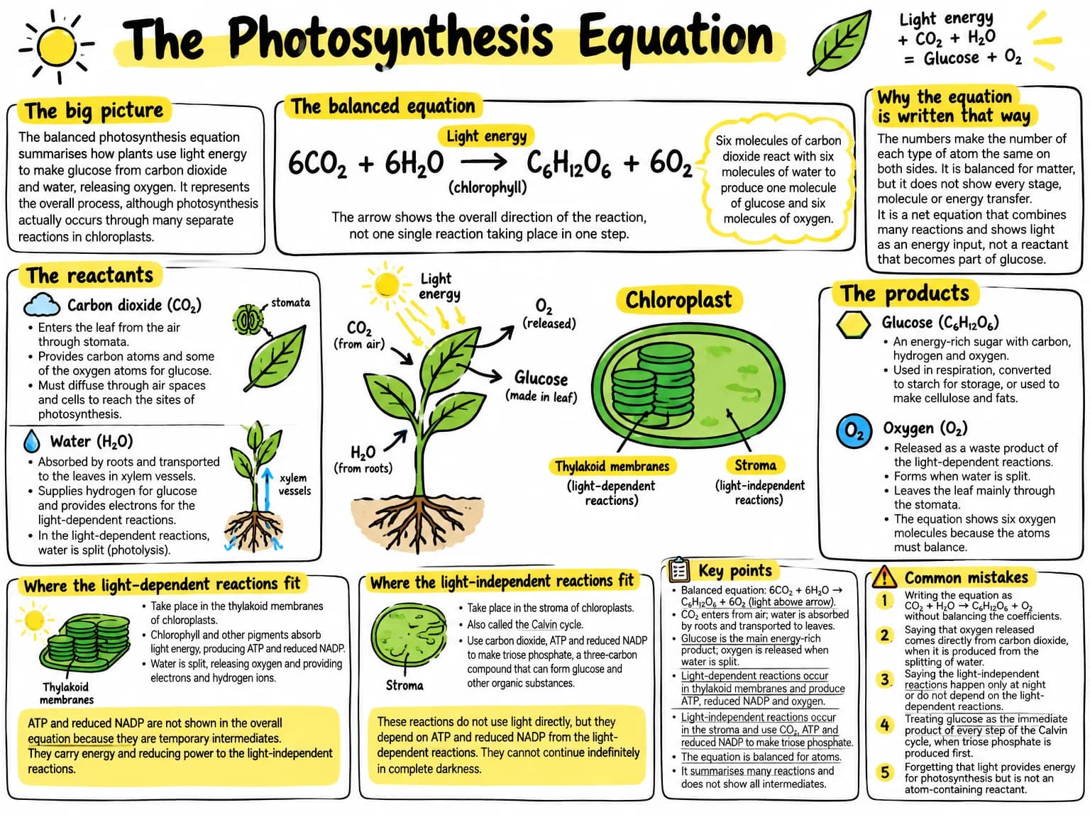 Visual note summarising photosynthesis equation