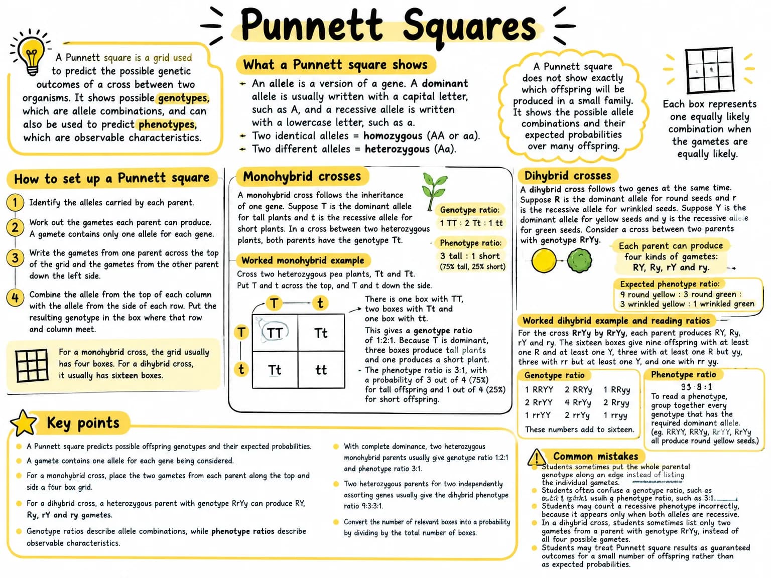 Visual note summarising punnett square